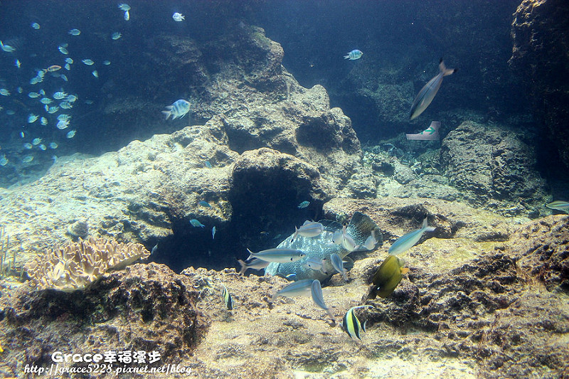 沖繩海洋水族館