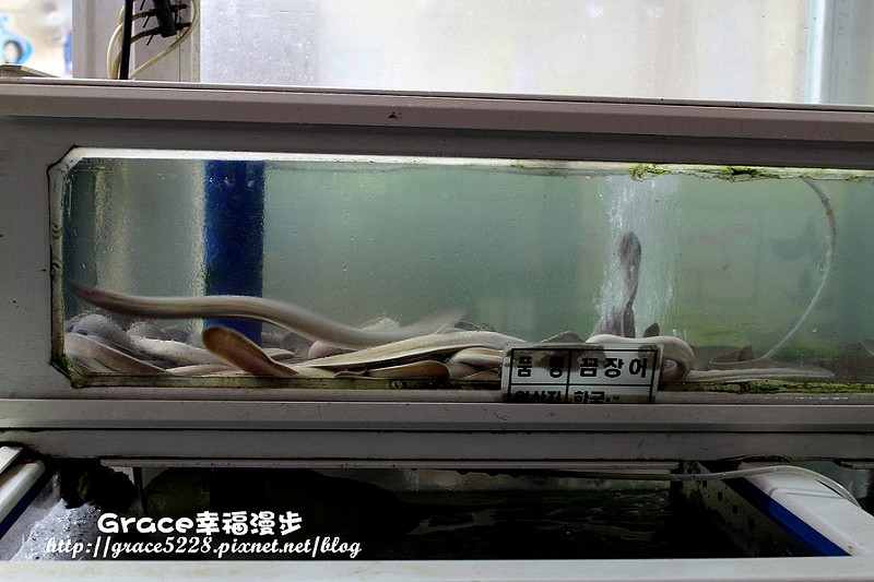 釜山盲鰻