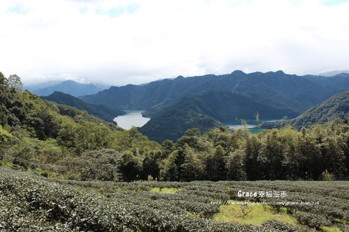 千島湖八卦茶園