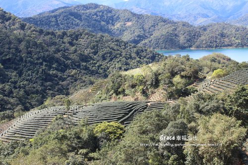 千島湖八卦茶園