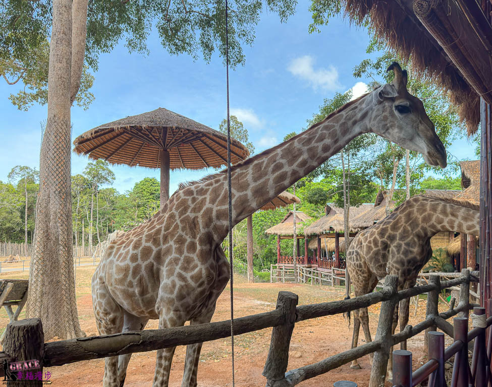 網站近期文章：富國島珍珠野生動物園|越南-適合親子旅遊的景點，還有附設長頸鹿餐廳